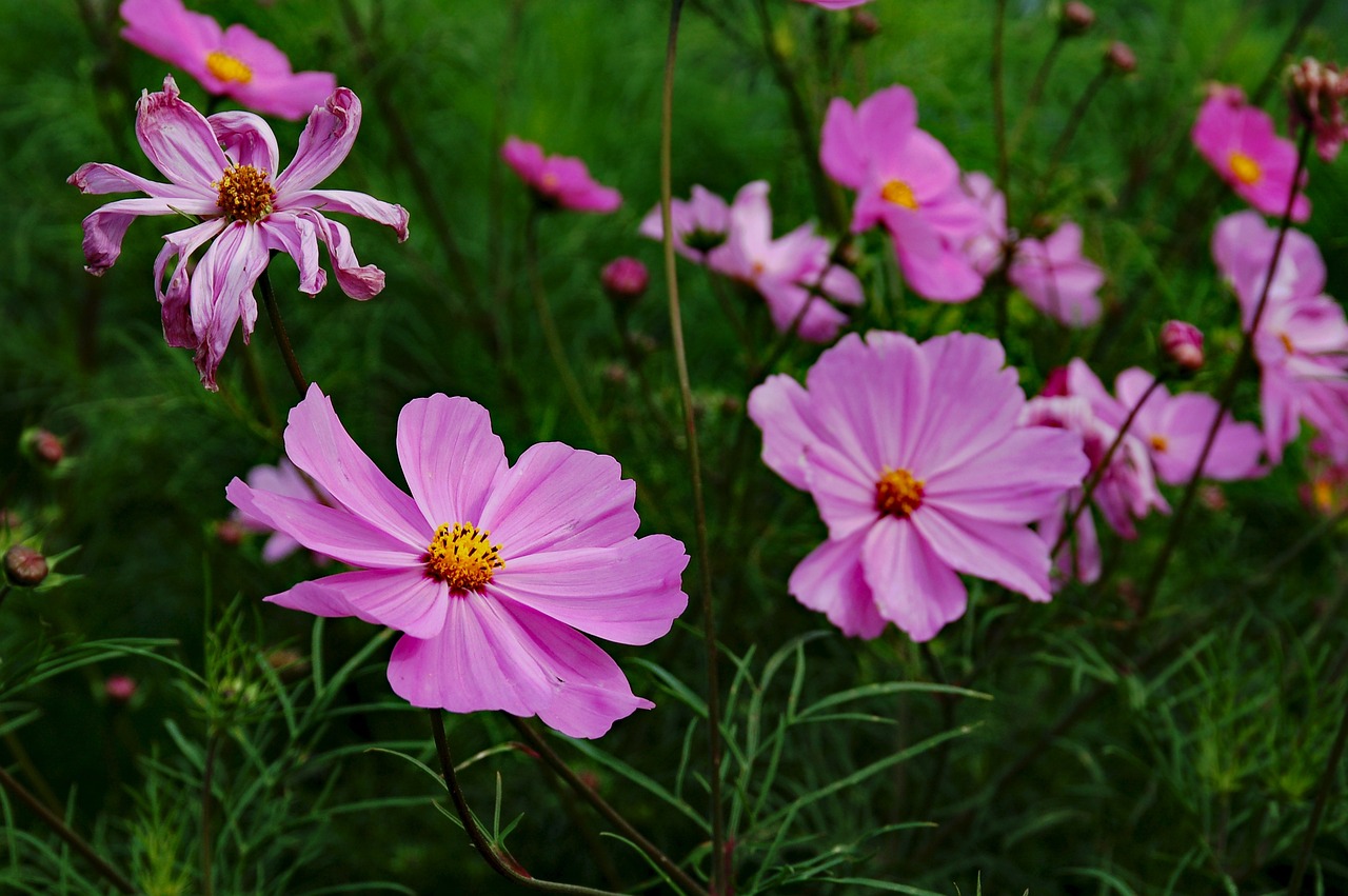 佳媛花卉，上海青浦花卉基地的美丽绽放青浦嘉松路花卉市场  第1张